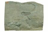 Cambrian Trilobite (Longianda) With Pos/Neg - Issafen, Morocco #243670-5